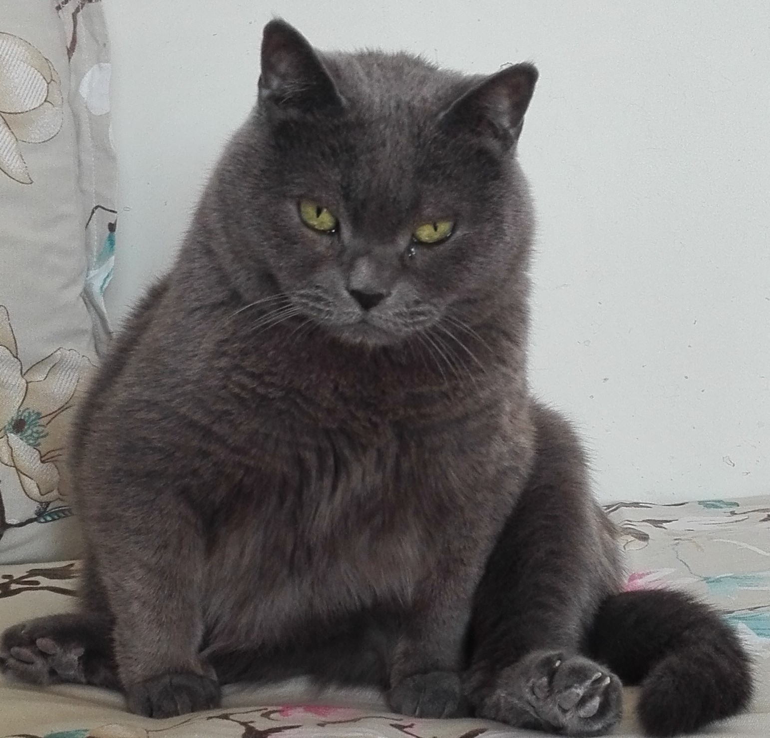 lulu